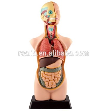 HM-BD-096 human anatomy torso model 50cm 11parts