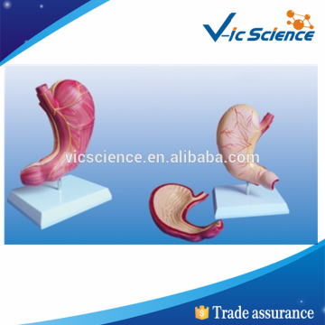 Professional Medical Anatomical Stomach Model