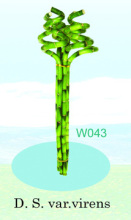 Bonsai lucky bamboo/ dracaena sanderiana