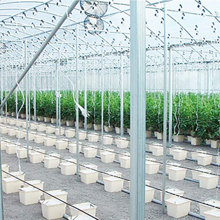 Dutch buckets for growing tomatoes hydroponic