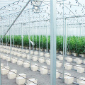 Baldes holandeses para o cultivo de tomates hidropônicos