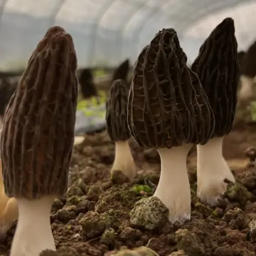 Fresh Harvest Morel Mushrooms Natural
