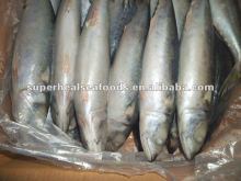 Frozen Pacific mackerel Scomber scombrus
