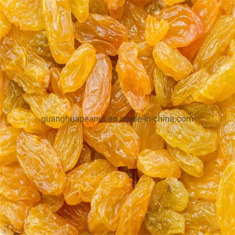 High Quality Golden Jumbo Raisins