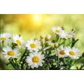 Undiluted Chamomile Hydrosol OEM Wholesale Bulk