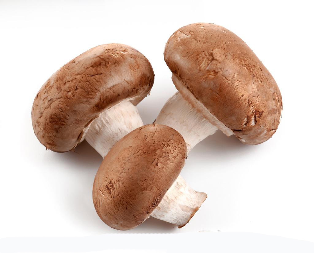 Shitake Mushroom 