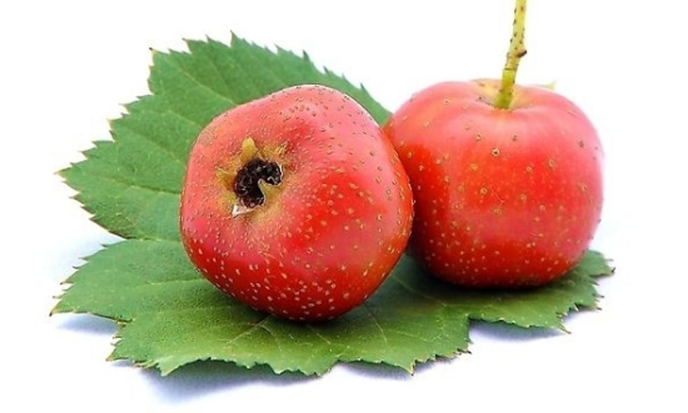 dried hawthorn berry plants