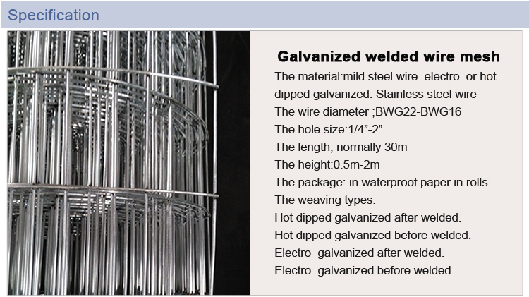 hot dipped / electro galvanized / Welded wire mesh