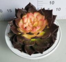 good quality Echeveria living plants