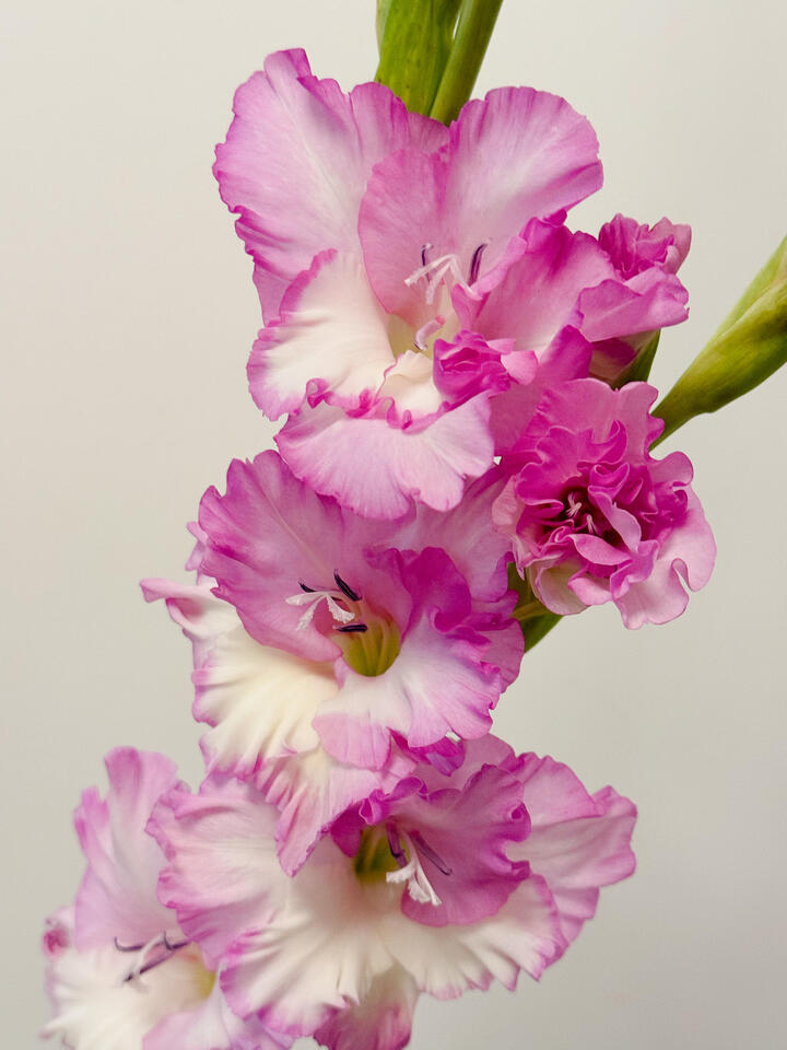 জুলিয়েট গ্ল্যাডিওলাস Juliet Gladiolus