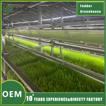 Fodder Greenhouse for Fodder Production