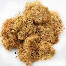 Sphagnum Moss for Wall Decoration: Natural & Preserved Options