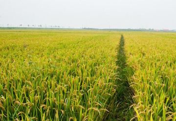 TEBUTHIURON 80 WG Preemergence