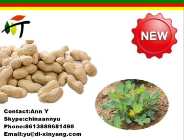 Selected Peanuts raw