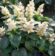High Quality White Salvia Seeds Sage Seeds For Gardening Flowers