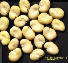 PEELED BROAD BEANS 2009 CROP(656)