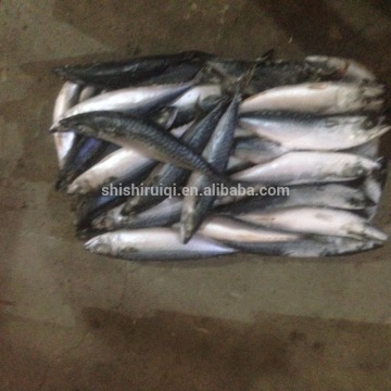 100% NW , SEAF ROZEN PACIFIC MACKEREL, FROZEN MACKEREL