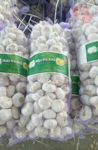 Top Supreme Pure White Garlic
