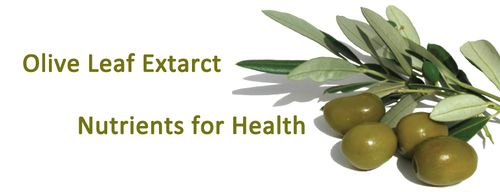 Olive Leaf Extract