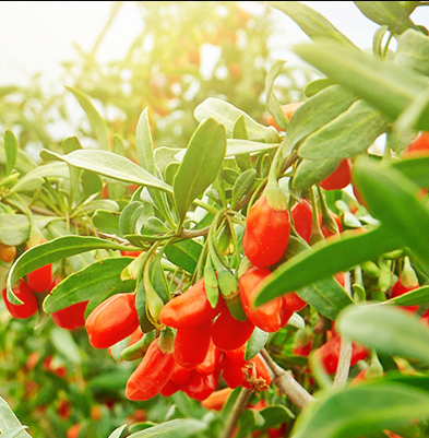 농업 식품 Goji Berry