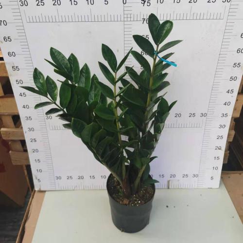 Zamioculcas zamiifolia 210# suppliers