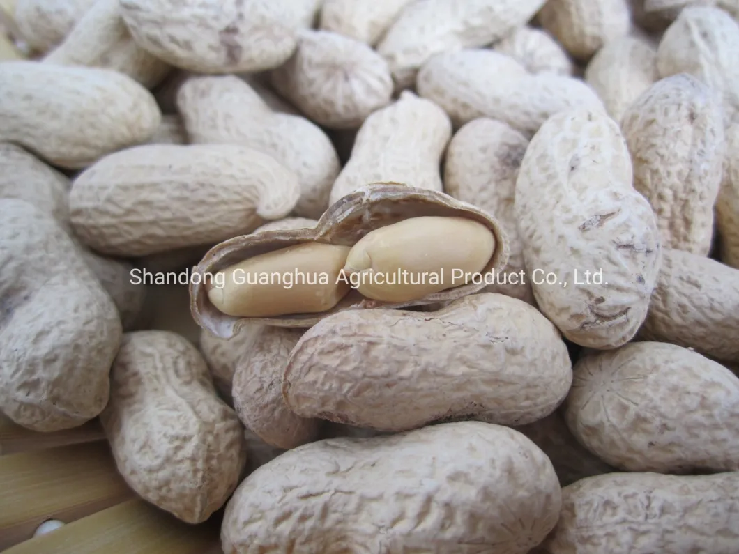 Roasted Peanut in Shell Good Quality for Sale