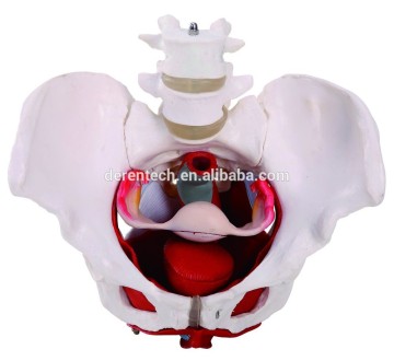 pelvis model human peolvis with organs,,anatomical pelvis model