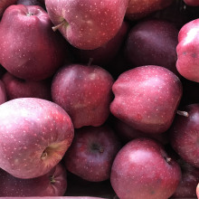 small size Huaniu apple red delicious apples red apples