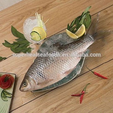 Available Stock Frozen Silver Carp