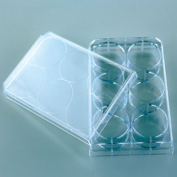 Cell  Tissue Culture Plates 6-wells