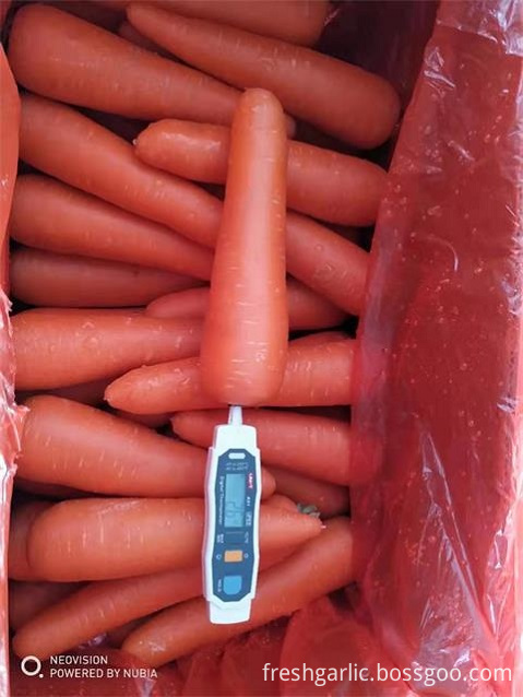 Crop 2019 Fresh Carrot