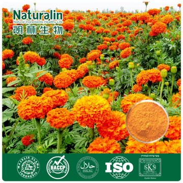 GMP supplier marigold extract/hybrid marigold seeds/marigold flower seed