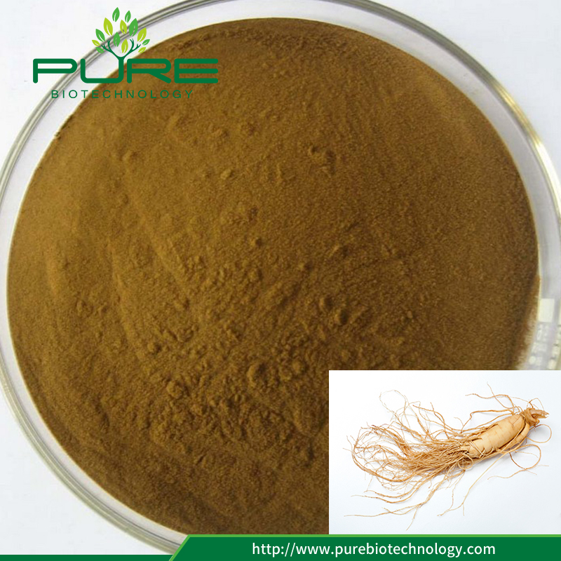 Polvere di Estratto di Ginseng Panax certificato GMP GMP Certified Panax Ginseng Extract Powder