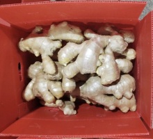 Super Quality Chinese Air Dry Ginger