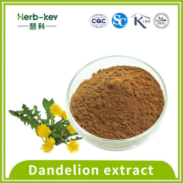Refreshing contains 5% total flavonoids dandelion extract