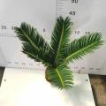 Cycas revoluta 90#AA CLASS