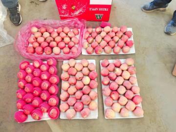 Red Fuji Apples From Gansu