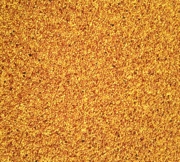 2018 Supply white clover seeds