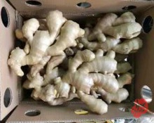 Wholesale Fresh Vegetable Air Dry Ginger