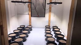 alex tumbuh ringan aglex grow light