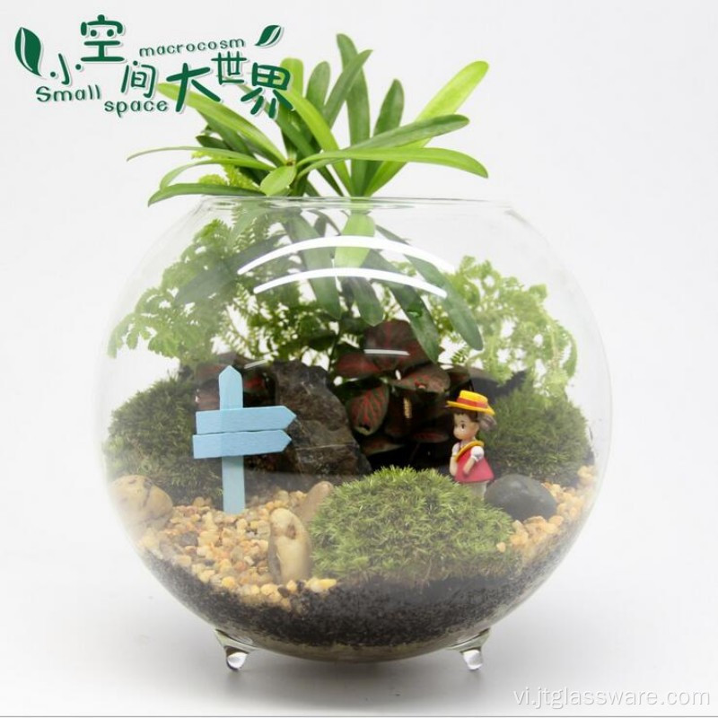 Bình thủy tinh trong suốt Treo thủy tinh Terrarium