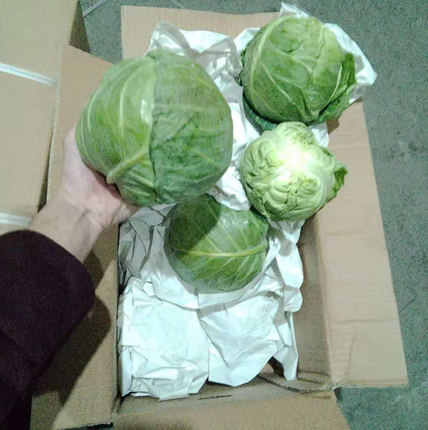 China new season cabbage / fresh vegetales mixed items export