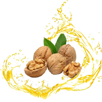 Walnut Oil extracted from walnut