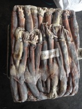 2016 Frozen high quality illex squid 100g-150g