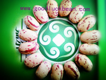 High Quality Light Speckled Kindey Beans