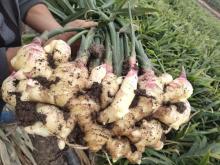 Big Size Ginger Export