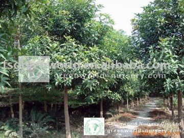 Mangifera indica outdoor trees