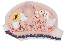 Ovarian anatomical model