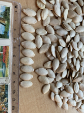 Roasted Salted Snow White Pumpkin Seeds