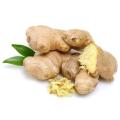 Extracto de la raíz de jengibre de gingerol solubilidad en agua antioxidante